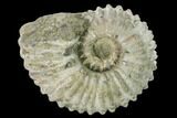 Bumpy Ammonite (Douvilleiceras) Fossil - Madagascar #160383-1
